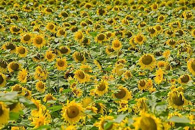 《巫师3》第一人称新Mod 玩起来更有感觉了